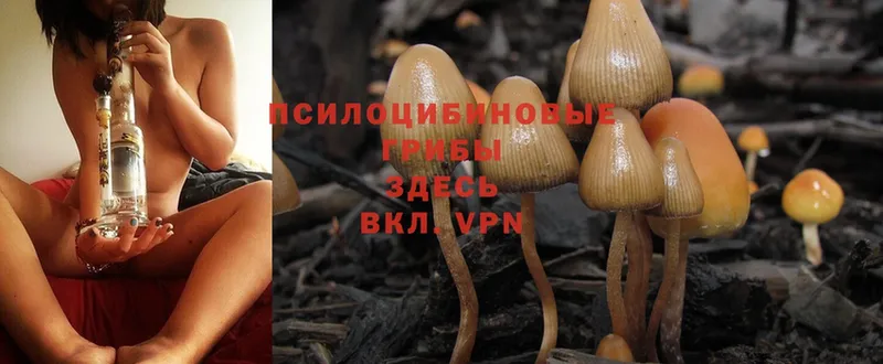 Псилоцибиновые грибы Psilocybe  Борисоглебск 